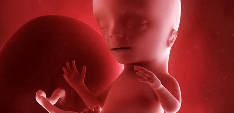 Desarrollo Fetal Durante El Segundo Trimestre De Embarazo 7710