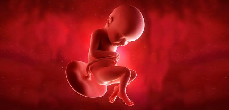 ¿Qué ocurre dentro del vientre de mamá? 1er Tri - Mis Primeros Tres